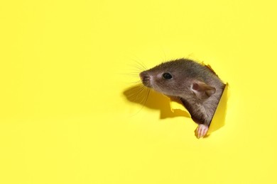 Cute rat looking through hole in yellow paper sheet, space for text