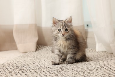 Cute fluffy kitten at home. Baby animal