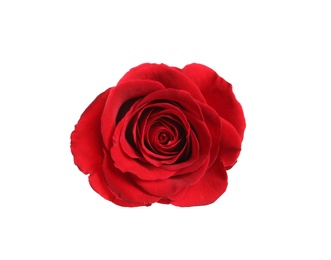 Photo of Beautiful blooming red rose on white background, top view