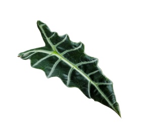 Leaf of tropical alocasia plant isolated on white