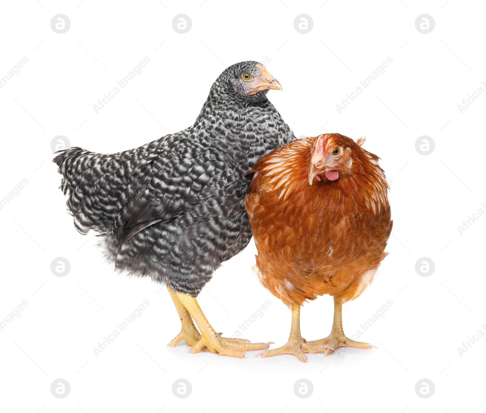 Photo of Two different beautiful chickens on white background. Domestic animals