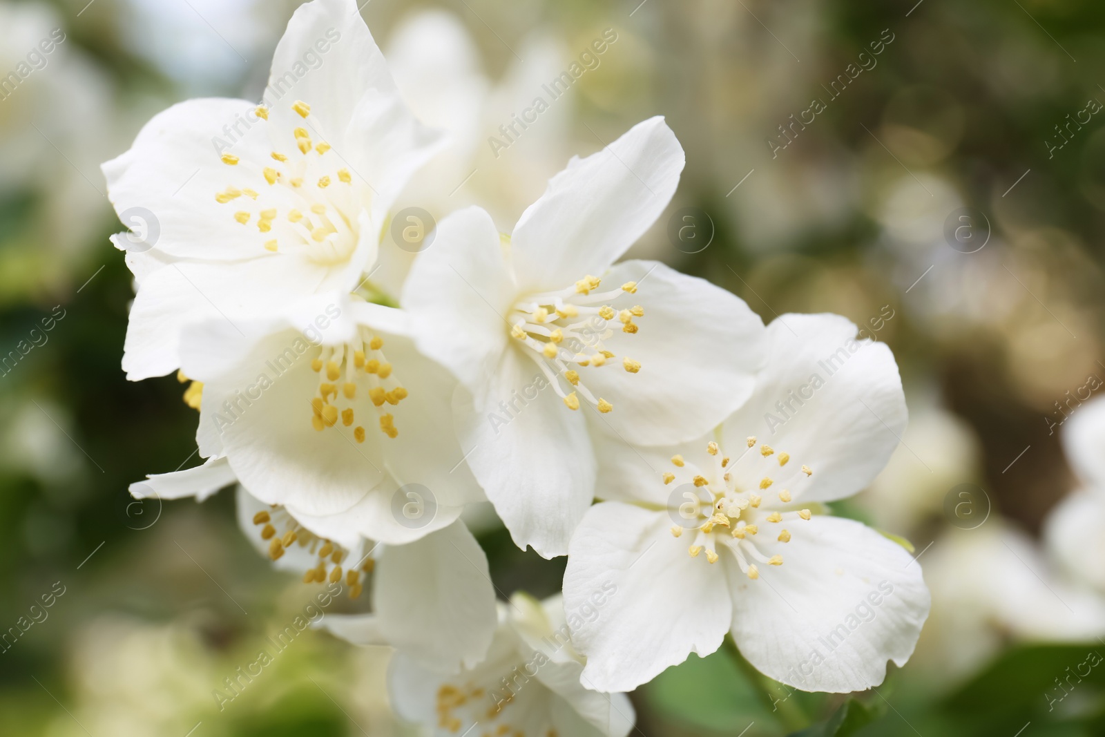 Photo of Beautiful blooming white jasmine shrub outdoors, closeup