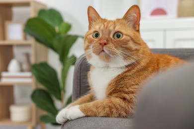 Photo of Cute ginger cat lying on armchair at home. Space for text