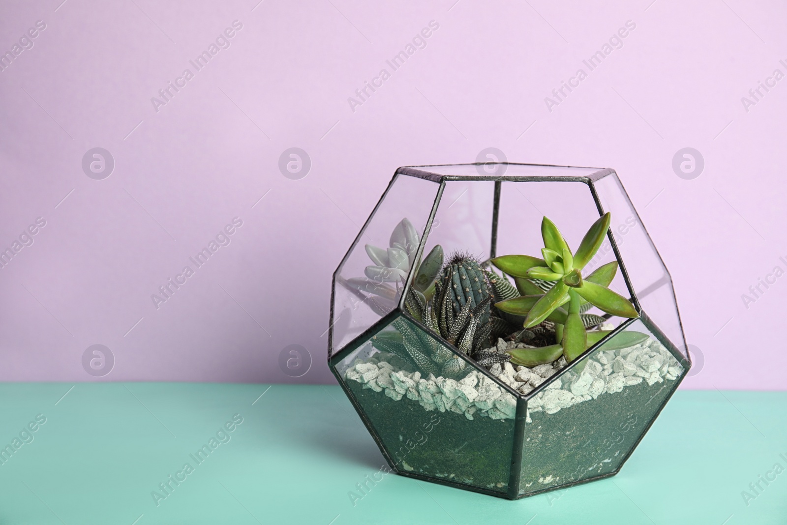 Photo of Glass florarium with different succulents on color background, space for text