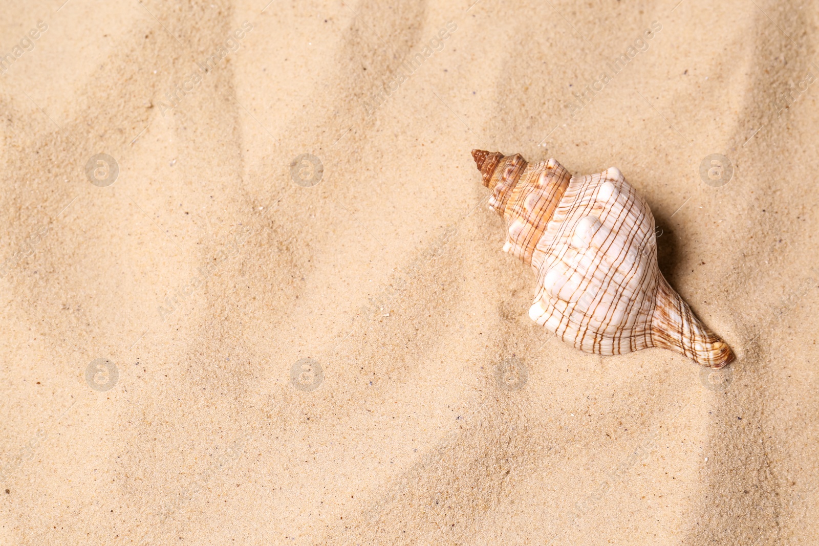 Photo of Top view of beautiful seashell on beach sand, space for text. Summer vacation