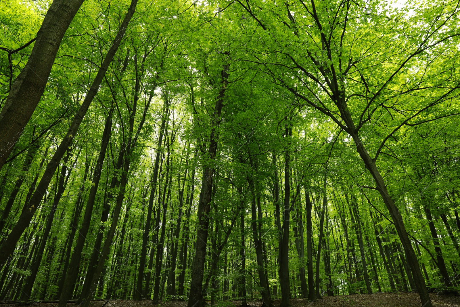 Photo of Beautiful landscape with tall trees in park, low angle view