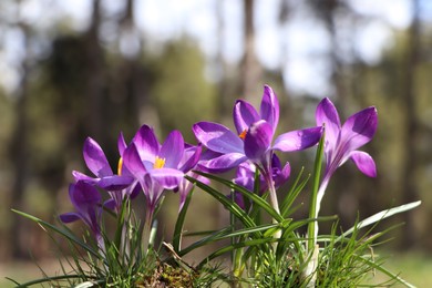 Fresh purple crocus flowers growing in spring forest