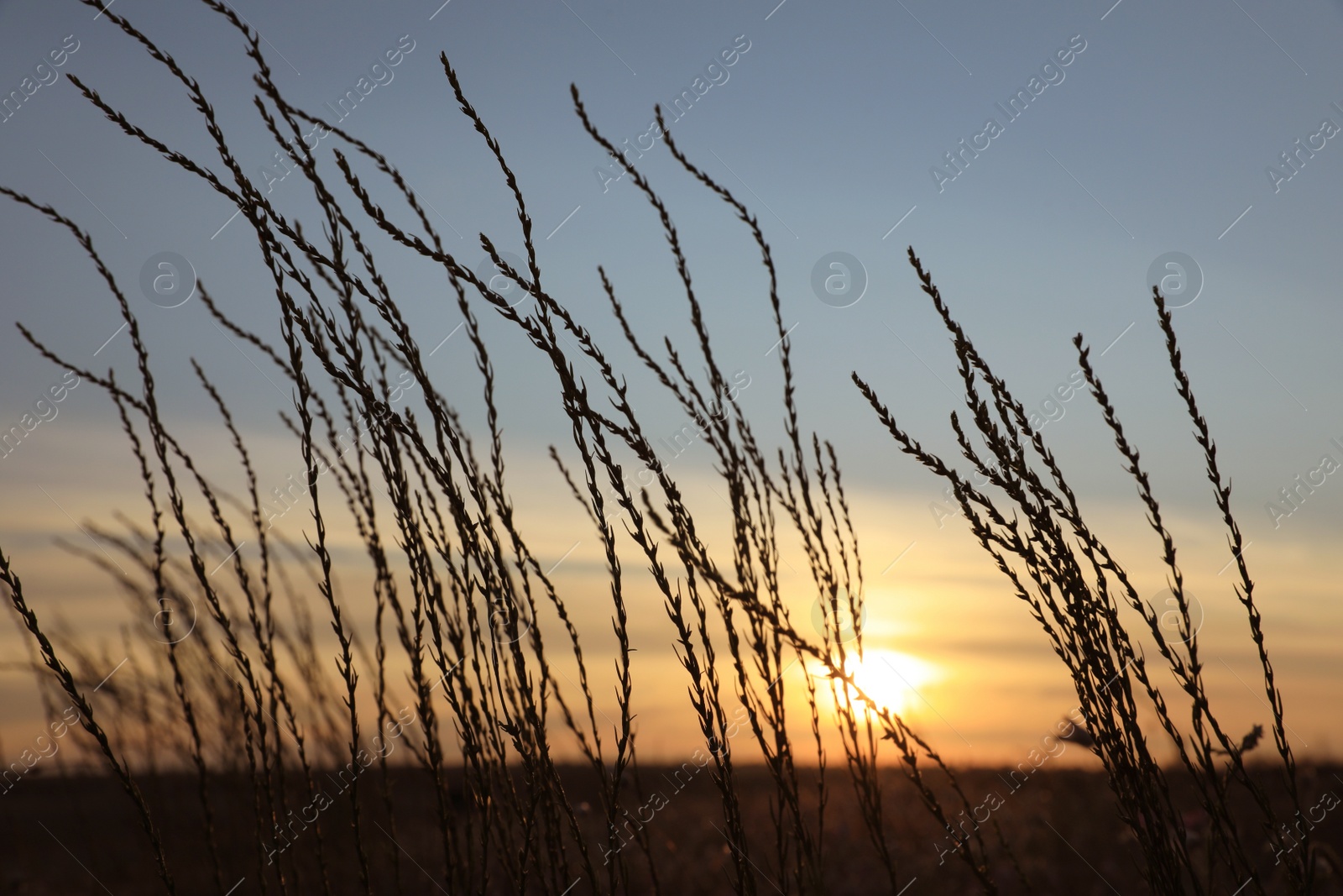 Photo of Beautiful plants in field at sunrise. Early morning landscape