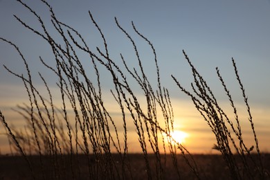 Photo of Beautiful plants in field at sunrise. Early morning landscape