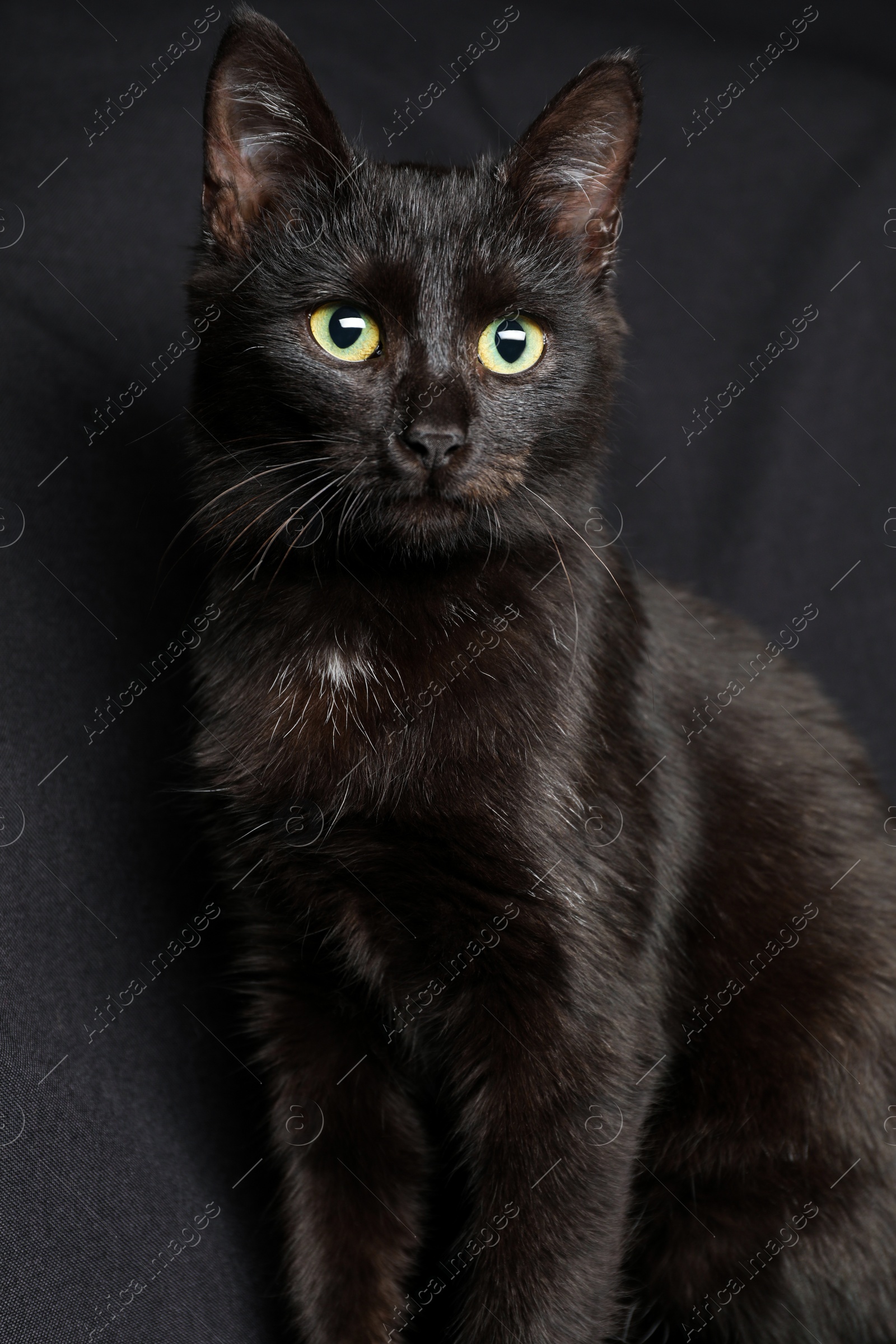 Photo of Adorable black cat with beautiful eyes on dark fabric