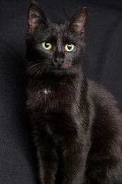 Adorable black cat with beautiful eyes on dark fabric