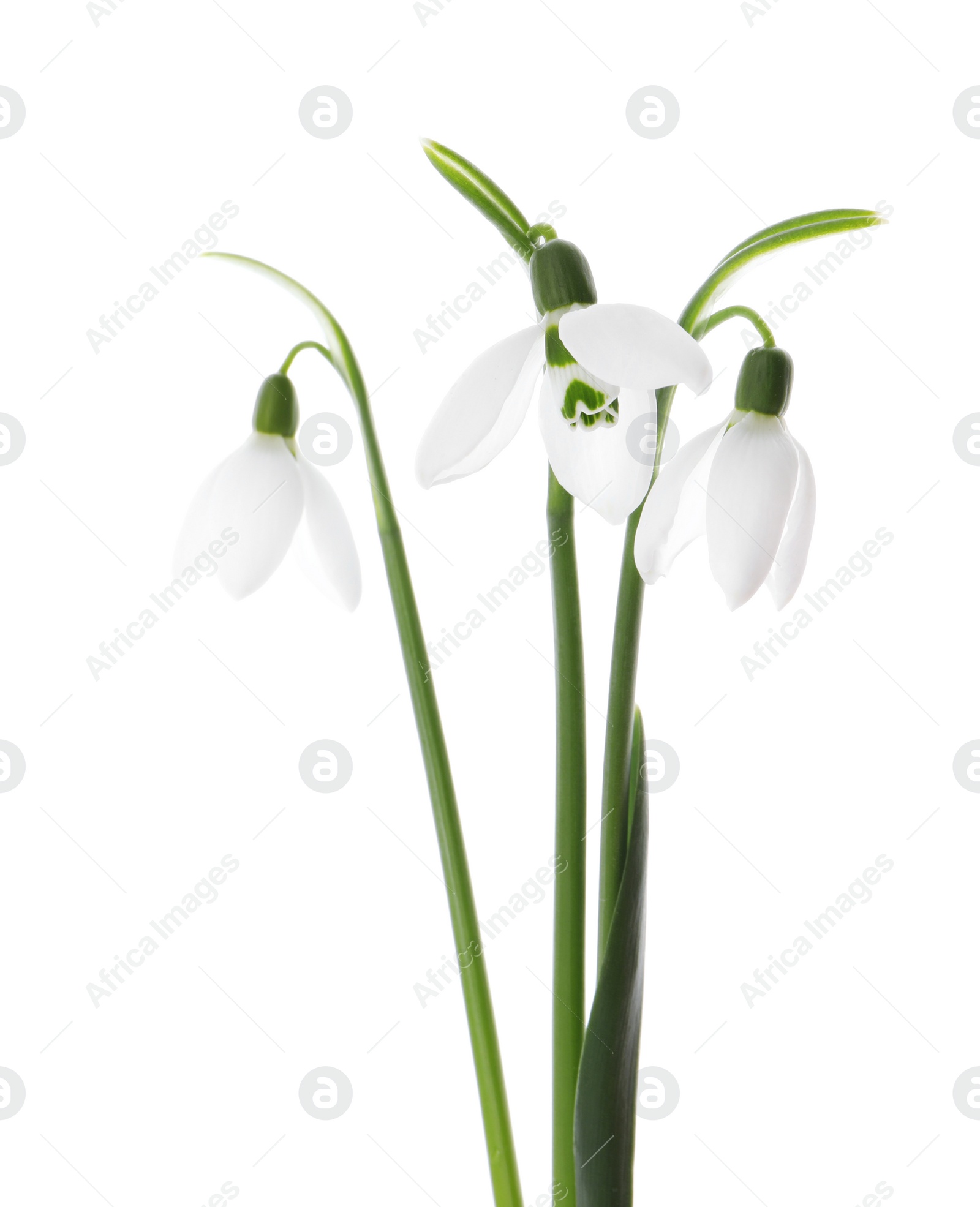 Photo of Beautiful snowdrops on white background. Spring flowers