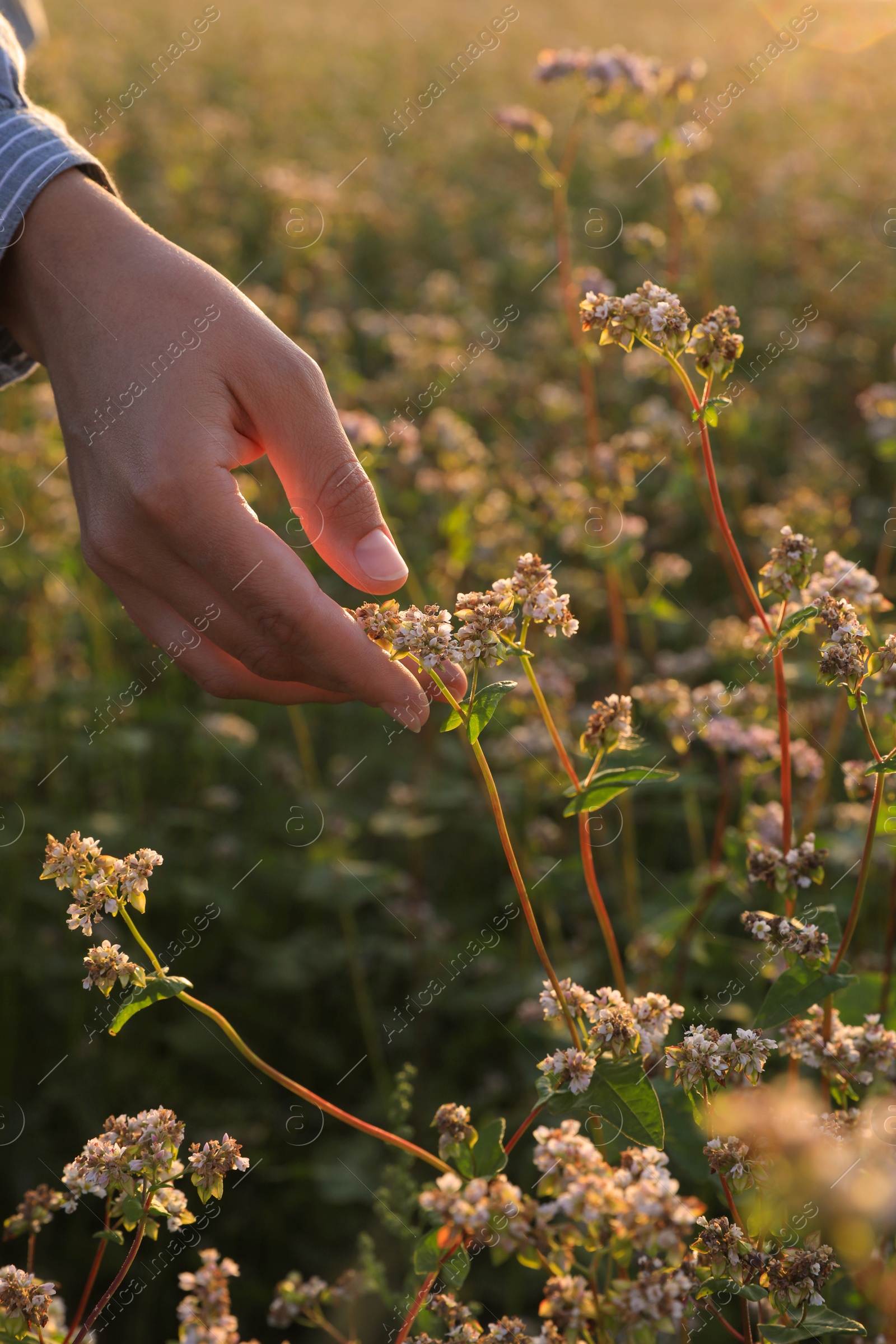 Photo of Woman in beautiful blossoming buckwheat field, closeup