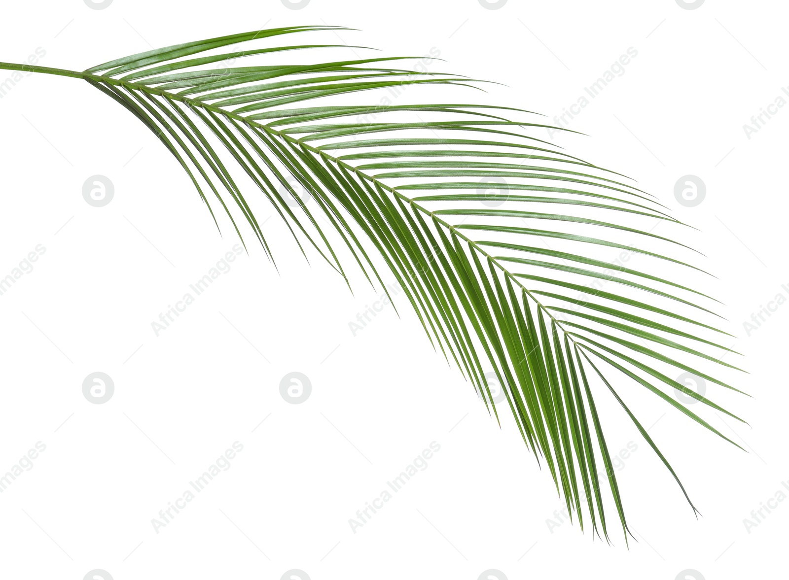 Photo of Beautiful lush tropical leaf isolated on white