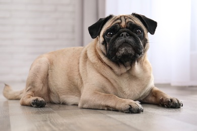 Photo of Happy cute pug dog on floor indoors