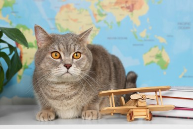 Cute cat, toy plane and books on table against world map. Travel with pet concept