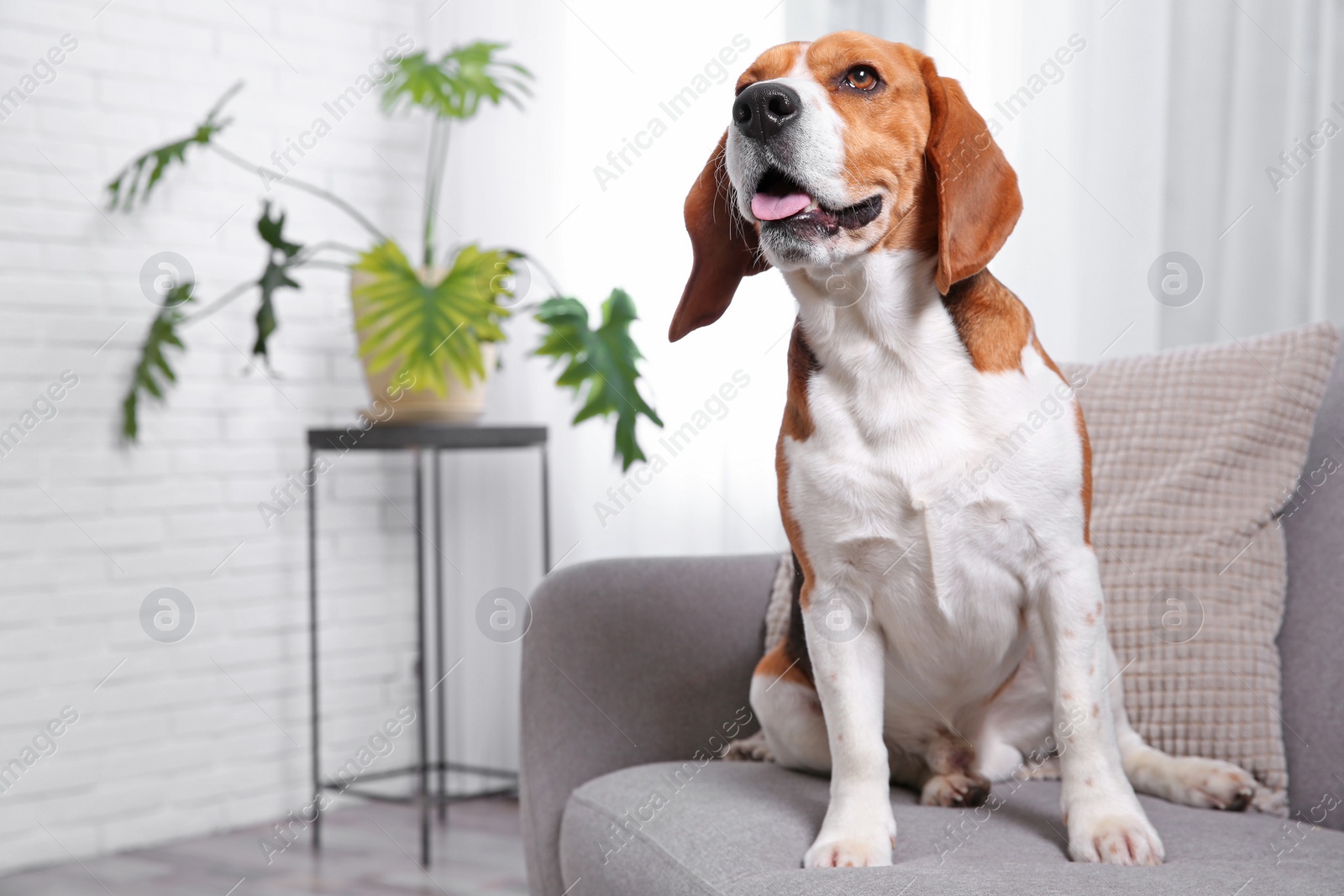 Photo of Beautiful beagle dog on sofa indoors. Adorable pet