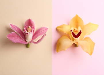 Photo of Beautiful tropical orchid flowers on color background, flat lay