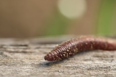 One worm on wooden surface against blurred background, closeup