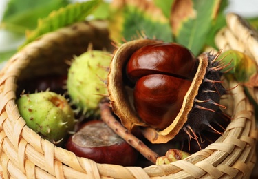 Photo of Horse chestnuts in wicker basket, closeup view