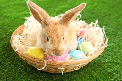 Adorable furry Easter bunny in wicker basket and dyed eggs on green grass