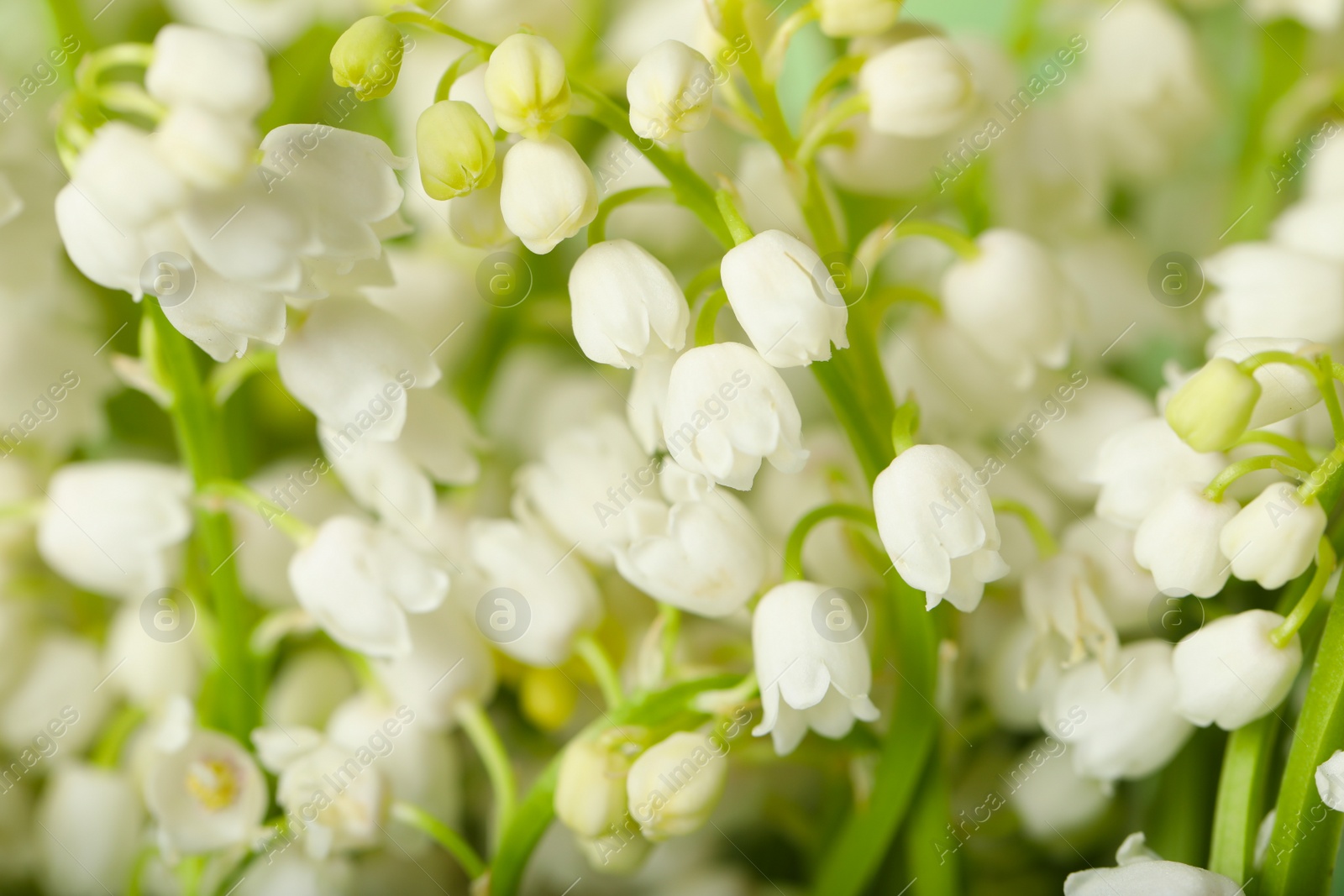 Photo of Beautiful lily of the valley flowers as background, closeup