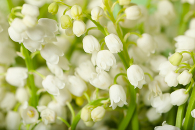 Beautiful lily of the valley flowers as background, closeup