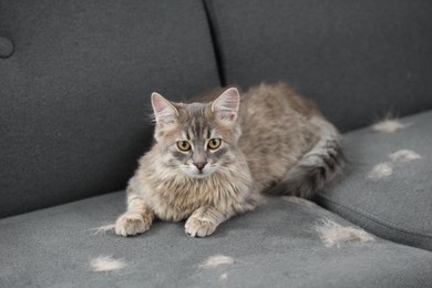 Photo of Cute cat and pet hair on grey sofa