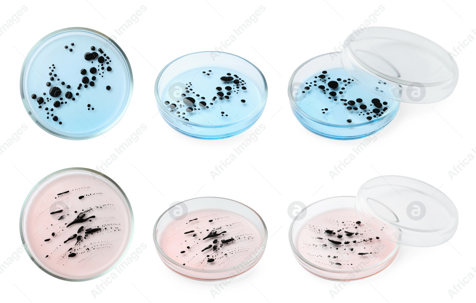 Image of Collage of Petri dishes with bacteria culture on white background, different angles