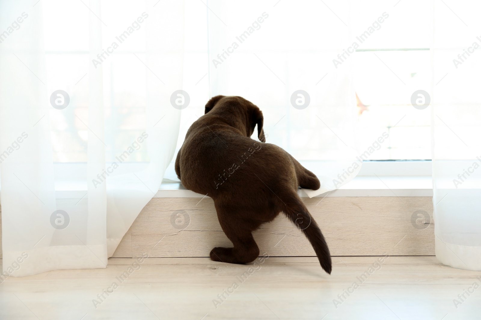 Photo of Chocolate Labrador Retriever puppy on  windowsill indoors