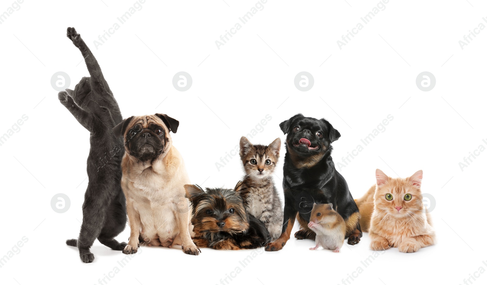 Image of Group of cute pets on white background 