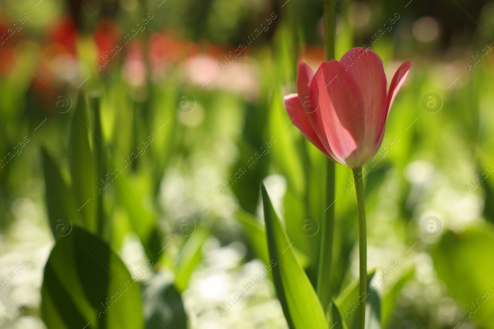 Photo of Beautiful pink tulip growing outdoors on sunny day, closeup. Space for text