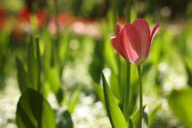 Photo of Beautiful pink tulip growing outdoors on sunny day, closeup. Space for text