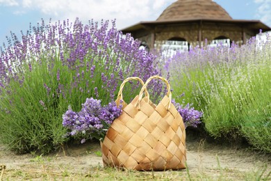 Wicker bag with beautiful lavender flowers near bushes outdoors