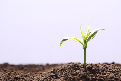 Photo of Young seedling in fertile soil on white background. Space for text