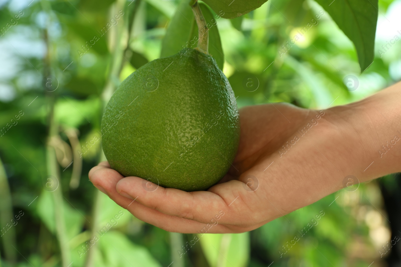 Photo of Woman picking ripe lemon from branch outdoors, closeup