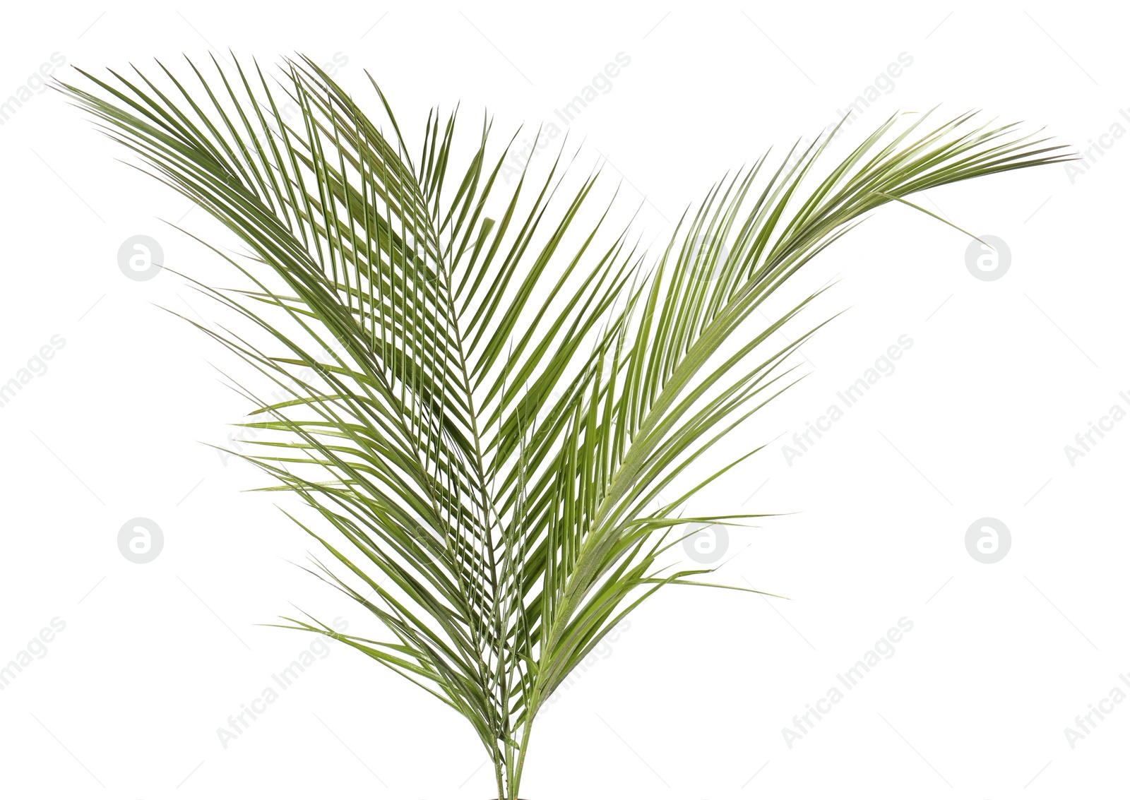 Photo of Green beautiful tropical leaves isolated on white