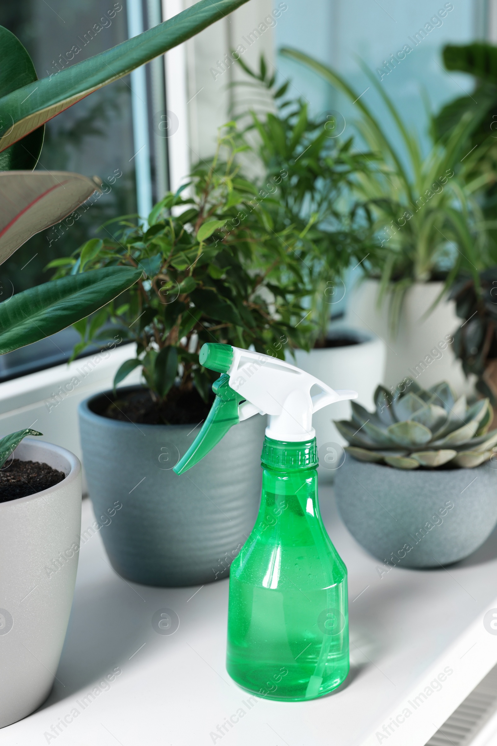 Photo of Different beautiful houseplants and spray bottle with water on window sill indoors