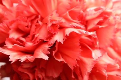 Photo of Beautiful carnation with coral petals as background, closeup