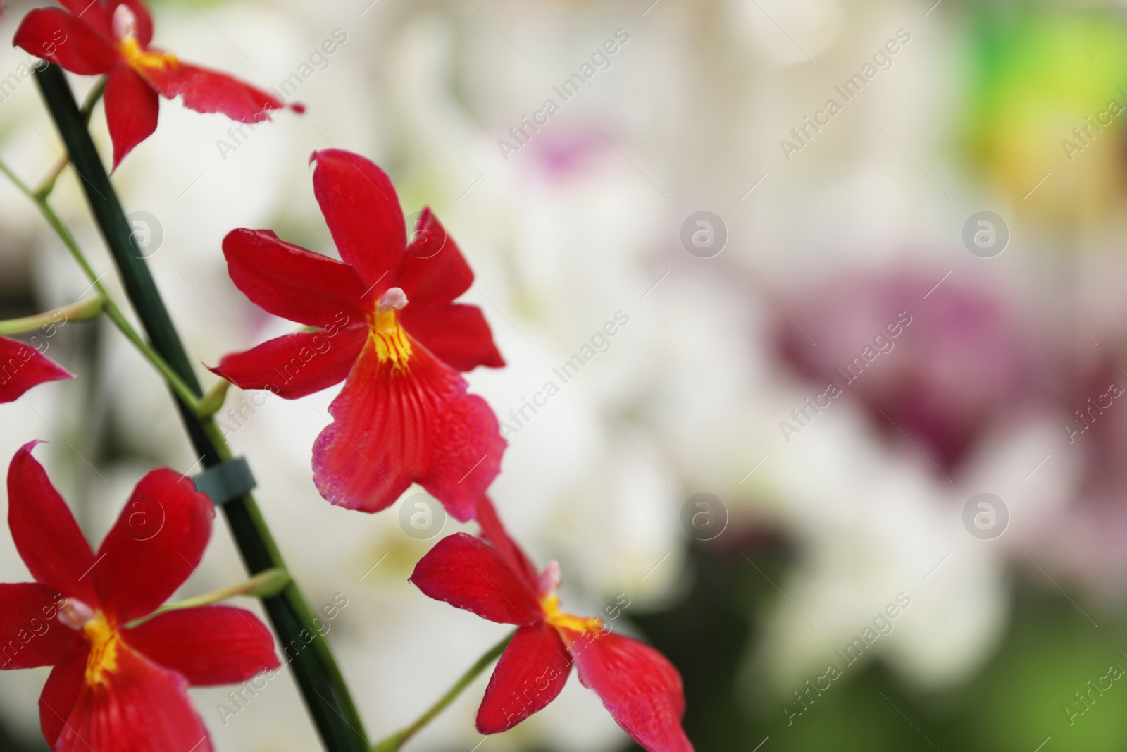 Photo of Beautiful blooming tropical orchid on blurred background, closeup. Space for text