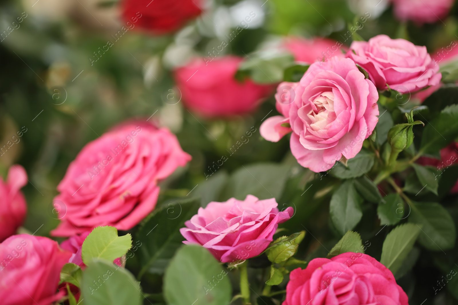 Photo of Beautiful blooming roses, closeup