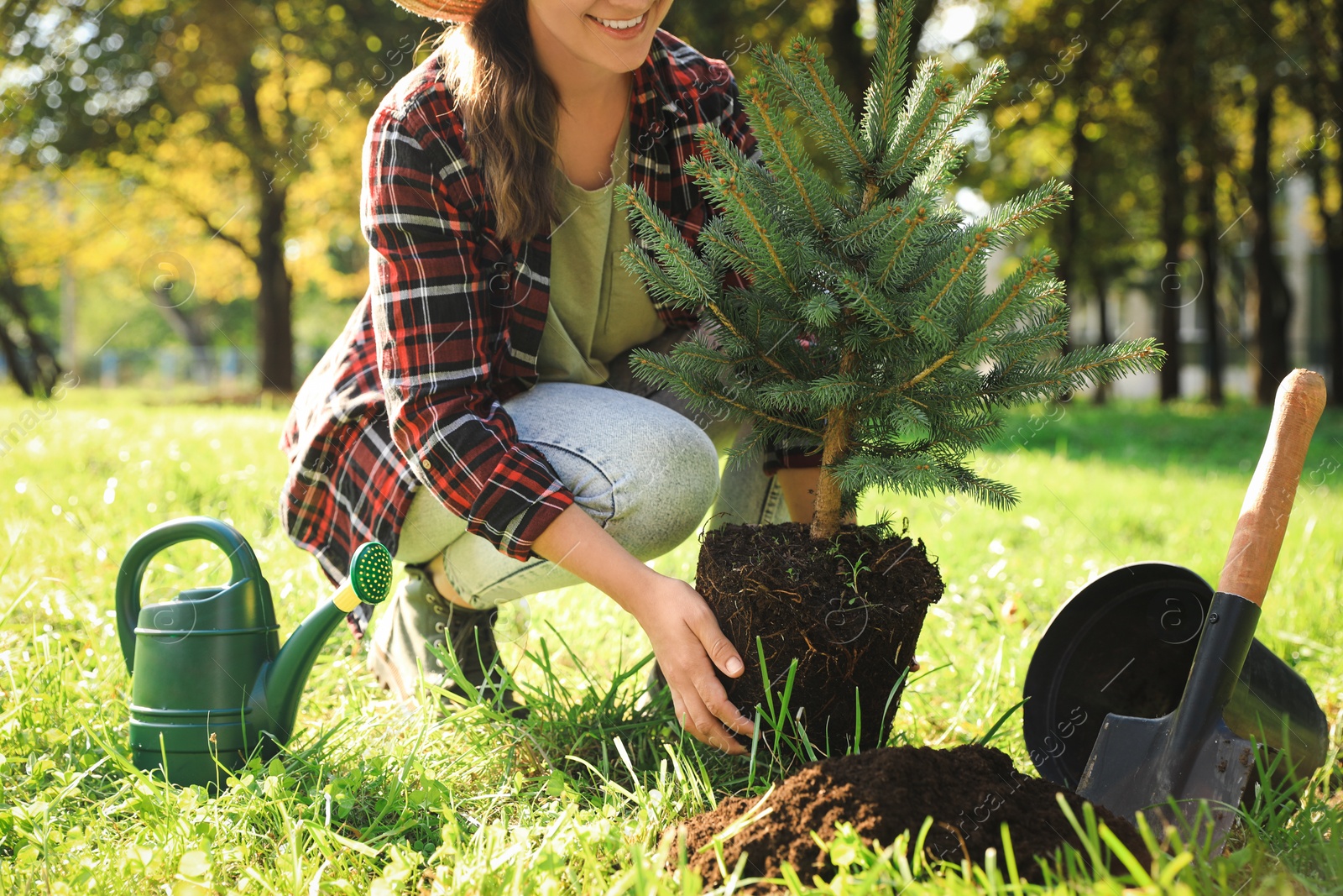 Photo of Woman planting conifer tree in park on sunny day, closeup
