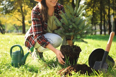 Woman planting conifer tree in park on sunny day, closeup