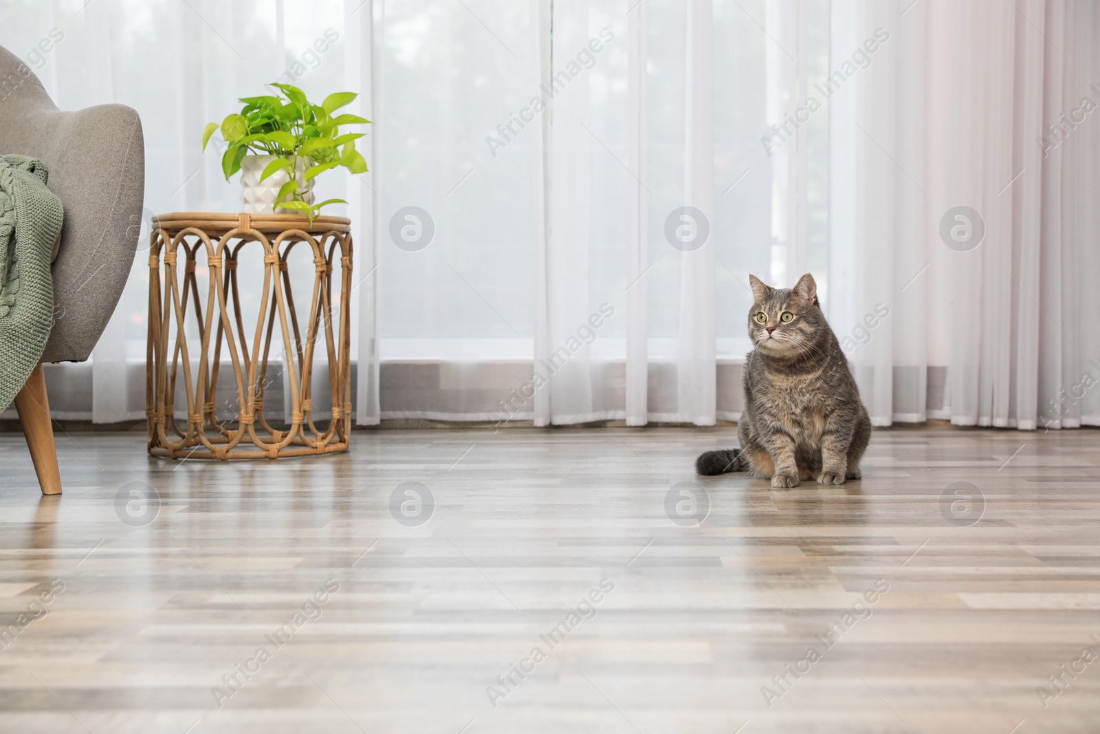 Photo of Beautiful grey tabby cat in living room at home, space for text. Cute pet