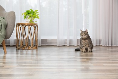 Photo of Beautiful grey tabby cat in living room at home, space for text. Cute pet