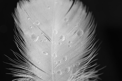 Fluffy feather with water drops on black background, closeup
