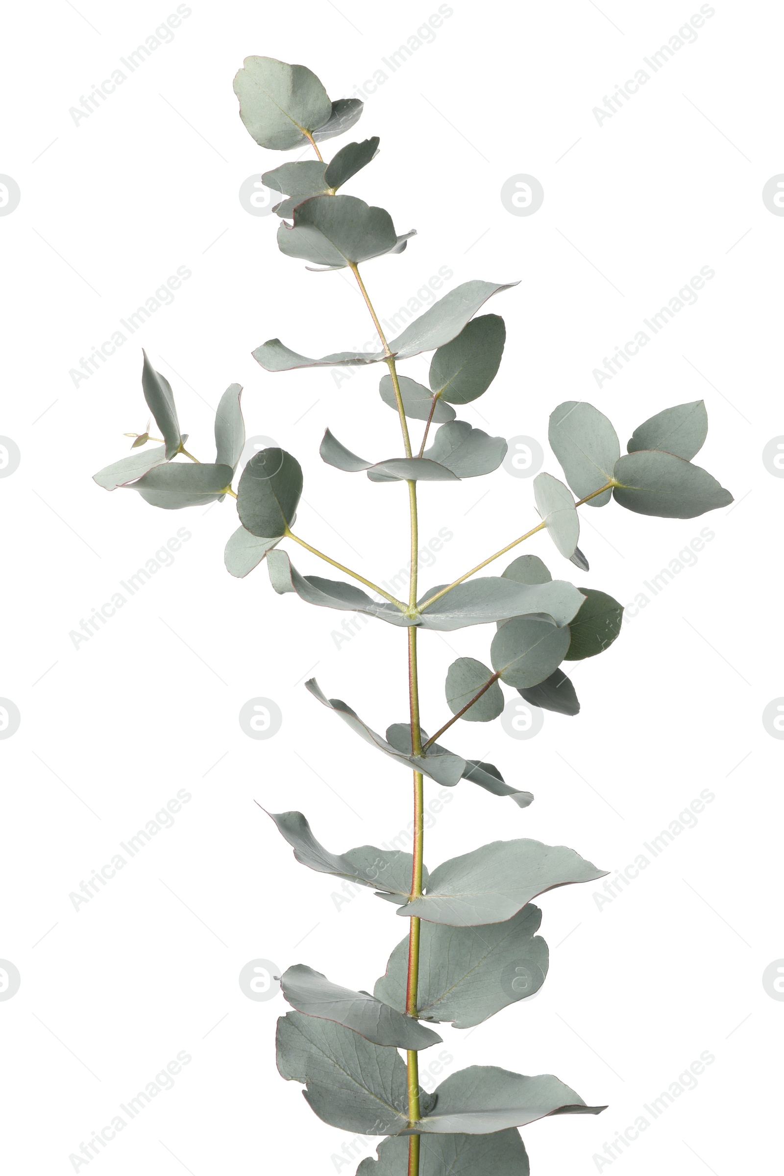 Photo of Eucalyptus branch with fresh leaves isolated on white