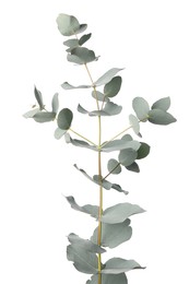 Eucalyptus branch with fresh leaves isolated on white