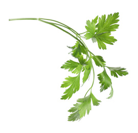 Photo of Aromatic fresh green parsley isolated on white