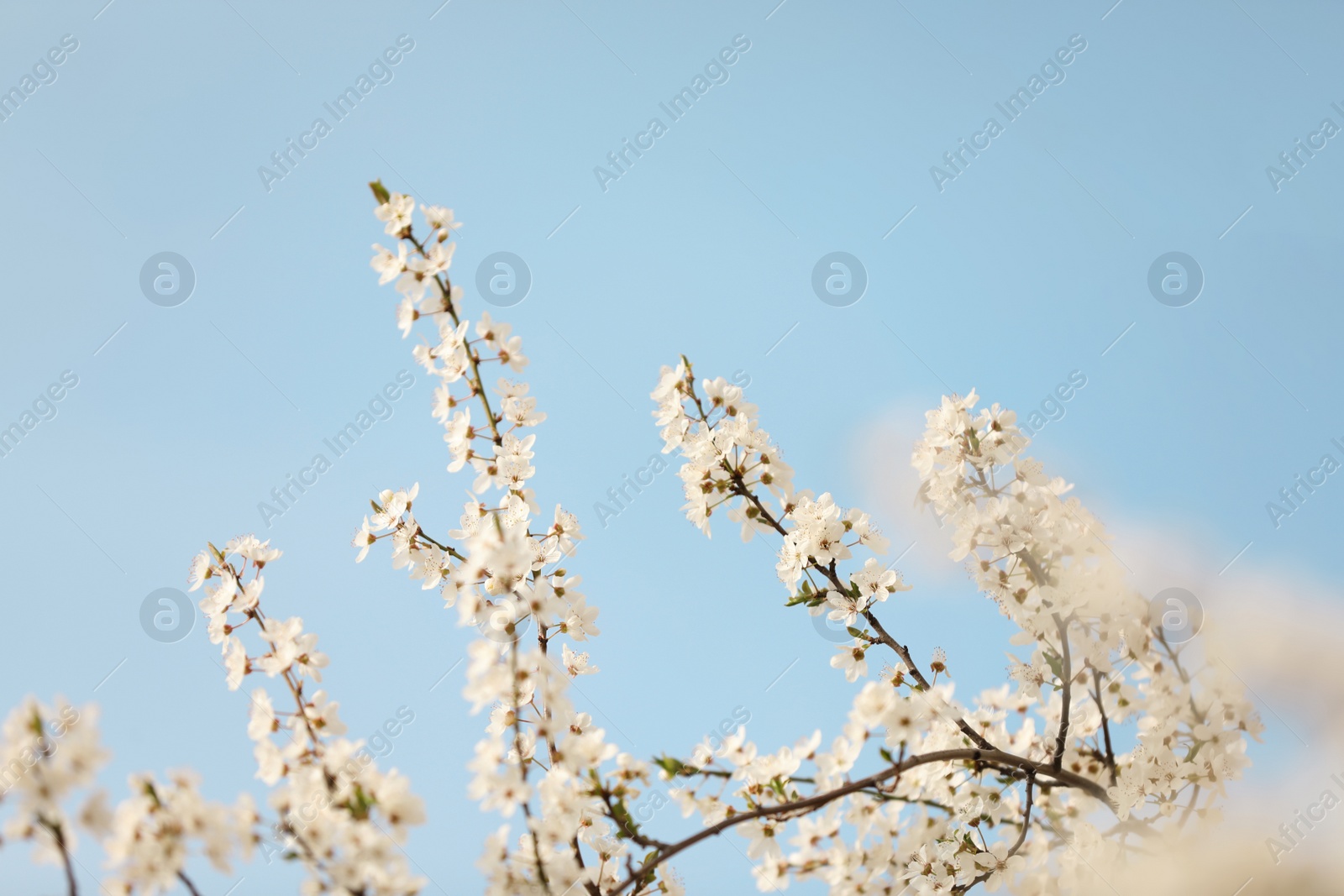 Photo of Closeup view of blossoming tree against blue sky on spring day